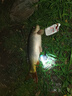 一味化氏EX釣竿超輕超硬釣魚竿28調(diào)臺釣竿野釣休閑碳素綜合竿4.5mEX 曬單實拍圖