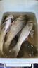 川澤蠻牛鰱鳙浮漂釣魚(yú)防爆頂一體倒錐尾魚(yú)漂高靈敏清晰醒目鰱鳙大物漂 CH02-4【吃鉛7.0g】大物鰱鳙 無(wú)規(guī)格 曬單實(shí)拍圖