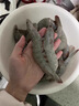 皇家麒麟3斤 大蝦特大號鮮活速凍海蝦青島大蝦海鮮冷凍海捕對蝦白蝦整箱 18-22cm海蝦王 2.7斤(凈重)  爆款 曬單實拍圖
