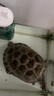 德瑞水族 龜糧烏龜飼料 巴西龜鱷龜飼料 豬鼻龜草龜糧食 小龜剃刀龜糧中粒 曬單實拍圖