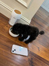 泰迪幼犬純種灰泰迪貴賓犬茶杯犬長(zhǎng)不大小體狗小型犬活體狗寵物狗 寵物級(jí) 灰泰迪 母 曬單實(shí)拍圖