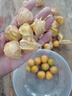 順豐包郵姑娘果鮮果新鮮水果燈籠果菇娘果東北特產(chǎn)現(xiàn)摘當(dāng)季 姑娘果3斤裝 曬單實(shí)拍圖