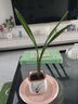 特級濃香型企黑蘭花國蘭客廳四季好養(yǎng)盆栽綠植物國花高端送禮物 高度40cm冠幅15cm特級精品蘭花 1苗裸根發(fā)貨 曬單實拍圖