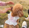 阿莫爾可愛(ài)貓咪牽引繩可調節防掙脫胸背帶背心式貓繩子小貓幼貓專(zhuān)用遛貓 粉色小花裙胸背帶 S-胸圍34長(cháng)18約3-5斤 曬單實(shí)拍圖