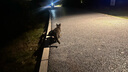 正招電動車雨衣雙人加特大全身防飄防暴雨加厚加長摩托車騎手專用雨披 曬單實拍圖