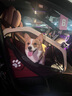 DO DO PET寵物車(chē)載籠可折疊貓籠狗籠中小型犬狗狗寵物籠貓狗坐車(chē)籠子免安裝 米色-免安裝-可折疊-布套可拆洗 尺寸68*45*55.5cm-可橫/豎放后排 曬單實(shí)拍圖