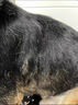 富美內(nèi)特（FURminator）梳子寵物去浮毛底絨梳狗狗梳毛專用狗毛梳子長毛大型犬 曬單實(shí)拍圖