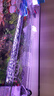 吉印刀鋒Xpro魚缸燈增艷led燈防水三基色紅龍燈鸚鵡魚錦鯉發(fā)色燈113cm 曬單實(shí)拍圖
