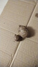 【粉糯-香甜】云南牛奶小芋頭軟糯很甜現(xiàn)挖帶土蔬菜整箱 4.5斤帶箱(凈重4斤) 家庭裝單個(gè)15g+ 曬單實(shí)拍圖