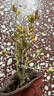 驅(qū)蚊草天然驅(qū)蚊蟲植物室內(nèi)防蚊香驅(qū)蚊子綠植花卉香葉夏季開花盆栽 驅(qū)蚊草不帶盆 曬單實拍圖