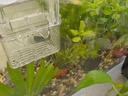 萌嘟星寵 魚(yú)缸底砂水族箱底沙子細(xì)沙黃花色龜缸多肉裝飾0.5-1mm 太行黃沙 曬單實(shí)拍圖