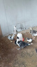 正宗特大種獅頭鵝苗純種假一賠十潮汕原種獅頭半大幼雛鵝順豐包活 買2送1  共3只（每只130g左右） 曬單實(shí)拍圖