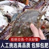 梭子蟹鮮活特大野生舟山大螃蟹海鮮新鮮冷凍海蟹水產(chǎn)飛蟹白蟹順豐 7-9兩/只 【凈重5斤特大梭子蟹】 曬單實(shí)拍圖