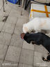 K9狗糧鮮肉酶解凍干雞肉絨小型犬中大型成幼犬通用10kg/20斤 曬單實拍圖