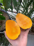 百色田東老樹大臺(tái)農(nóng)芒果當(dāng)季新鮮現(xiàn)摘香甜多汁老樹果大果凈重9斤 老樹大臺(tái)農(nóng)凈重9斤（14~18個(gè)果） 曬單實(shí)拍圖