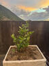 植男植女藍(lán)莓果樹(shù)苗南北方可種植陽(yáng)臺(tái)庭院盆栽地栽100-140cm源頭直發(fā) 曬單實(shí)拍圖