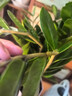 【招財(cái)進(jìn)寶金錢樹】客廳大型綠植好養(yǎng)活 開業(yè)喬遷禮吸甲醛 菱形白盆 高65-75cm+蝴蝶結(jié)綁帶 55-80cm 曬單實(shí)拍圖