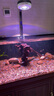 尼特利水族時光原生溪流缸魚缸燈筒燈led全光譜水草燈爆藻燈植物生長燈 60W標準款黑色支架套裝 曬單實拍圖