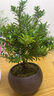 八芽 小葉赤楠盆景擺件室內(nèi)綠植花卉盆栽老樁客廳辦公室桌面好養(yǎng)植物 （【熱銷款】舍得紫砂盆赤楠+苔蘚+底座） 曬單實(shí)拍圖