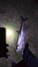 釣之屋DN泛用路亞竿DRAGON遠投竿高感度鱸魚(yú)翹嘴鱖魚(yú)海鱸竿變調 1.98m DN泛用系列S662L泛用直柄竿 曬單實(shí)拍圖