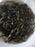 京喜加即食裙帶菜下飯菜海帶裙帶菜開包即食 嘗鮮版40g*1包 曬單實(shí)拍圖