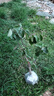 海棠冬紅果樹盆景栽南北方耐寒陽(yáng)臺(tái)庭院老樁綠植長(zhǎng)壽果苗四季西府 【雞心果】海棠老樁盆栽盆景苗60-80cm 曬單實(shí)拍圖