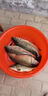 打窩遙控船500米智能大功率釣魚(yú)船定速巡航獵魚(yú)拋竿電動(dòng)小船 單倉 10400mA （內置+備用5200） 默認均衡電機，兼顧速度與續航 曬單實(shí)拍圖