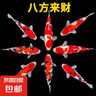 錦鯉活魚觀賞魚活體淡水冷水魚純種黃金紅白三色錦鯉魚金魚招財(cái)魚 20-25cm 八方來財(cái)(紅白4條+三色4 曬單實(shí)拍圖