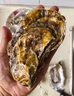 鮮海道 鮮活乳山生蠔5XL 凈重5斤 9-12只 生鮮海鮮貝類 源頭直發(fā) 曬單實拍圖