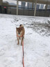 TRUELOVE狗狗胸背帶背心式防爆沖小中大型犬泰迪柯基金毛寵物工字型馬甲 黑橘-三明治內(nèi)里 M-胸圍40-62cm建議12-30斤選擇 曬單實拍圖