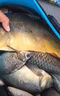 東強釣魚小藥誘魚劑通殺野釣黑坑鯽魚鯉魚草魚青魚餌料窩料開口劑大全 通殺款【小藥誘魚劑】送2贈品 曬單實拍圖