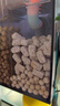 CHERLAM過濾材料硝化細(xì)菌過濾器納米細(xì)菌屋石料魚缸養(yǎng)魚專用培菌濾材 曬單實(shí)拍圖