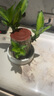 花音谷【大葉巴西木】帶芽帶葉發(fā)貨可開花幸運木禮物情人節(jié)室內(nèi)好養(yǎng) 10cm高6-8粗【帶葉】巴西木+瓷盆+液 帶葉發(fā)貨 曬單實拍圖