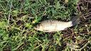 西部風(fēng)西部風(fēng)空鉤餌野釣鯽魚懶人餌多味粘粉麝香紅蟲蛋奶空鉤餌腥香魚餌 麝香空鉤25gx3 曬單實(shí)拍圖