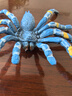 仿真昆蟲(chóng)玩具多足蜘蛛模型魔幻世界神話(huà)動(dòng)物怪獸飛龍兒童認知擺件 巴西藍色捕鳥(niǎo)蜘蛛 曬單實(shí)拍圖