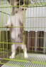 夢(mèng)茜兒純種雙血統柯基幼犬活體寵物狗狗長(cháng)毛三色帶尾巴柯基小狗狗 寵物級 隨機款 公 曬單實(shí)拍圖