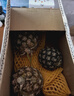 正宗海南金鉆鳳梨新鮮水果當季樹(shù)上熟芒果鳳梨【催熟食用】 大果1.8斤起4-5個(gè)凈重7.5斤 曬單實(shí)拍圖