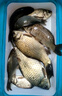 千壽（Qianshou） 千壽釣線日本黑坑釣魚線超柔軟強(qiáng)拉力原絲尼龍線 【子線買二送一】1.0 曬單實(shí)拍圖