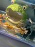 黑尾大勾觀賞魚 小型熱帶魚 燈科魚苗 群游 草缸觀賞魚新手套餐 黑尾大勾 2-3cm 20條+2條備損 曬單實(shí)拍圖