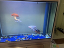 中國紅冷水淡水觀賞魚錦鯉魚活魚金魚小型好養(yǎng)紅鯉魚純種小錦鯉 19-21cm長黑白黃紅各一條 曬單實拍圖