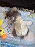 MIKI PAD狗狗衣服春夏季薄款包護肚衣絕育服術(shù)后防舔貓咪衣服透氣防掉毛 背心護肚衣-黃色#可做絕育服 XS+ 胸圍33背長23（建議3-5斤） 曬單實拍圖