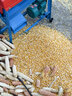 顧農電動(dòng)玉米脫粒機新款全自動(dòng)家用小型剝玉米器打玉米機器干濕兩用 鋼板款*4.5銅芯電機*單滾筒 曬單實(shí)拍圖