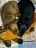 英特威【順豐+冰袋】寵必威狗二聯(lián)四聯(lián)疫苗狂犬成犬幼犬預(yù)防針細(xì)小犬瘟 英特威二聯(lián) 曬單實(shí)拍圖