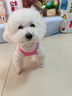 MIKI PAD狗狗衣服小型犬夏季薄款衣服戶外馬甲春秋透氣泰迪比熊可牽引 玫紅馬甲 L胸圍40cm（參考體重6-8斤） 曬單實(shí)拍圖