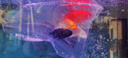 蝴蝶鯉冷水觀賞魚(yú)招財(cái)短身球體金魚(yú)魚(yú)苗好養(yǎng)錦鯉大鰭大尾 順豐10-12cm黑黃白紅 各1條貴妃 曬單實(shí)拍圖