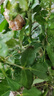 櫻霞玫瑰花盆栽樹苗陽臺(tái)庭院綠植辦公室內(nèi)月季薔薇四季玫瑰老樁 【一盆多色】帶花帶盆 曬單實(shí)拍圖