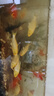招財黃金金魚(yú)鯉魚(yú)冷水魚(yú)苗好養耐活淡水活魚(yú)魚(yú)苗錦鯉龍鳳批發(fā) 錦鯉6-8黃金7條 曬單實(shí)拍圖