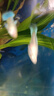 孔雀魚(yú)藍(lán)白緞帶蝶翼大C種魚(yú)天空藍(lán)燕尾白子孔雀魚(yú)火炬魚(yú)鳳尾活體 天空藍(lán)孕母配公3對(duì) 曬單實(shí)拍圖