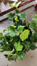 常春藤盆栽室內綠植吊蘭垂吊植物陽(yáng)臺凈化甲醛四季常青好養爬藤花 精選常春藤【原土盆*1】藤長(cháng)15-30cm 曬單實(shí)拍圖