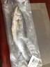 東上御品 國產(chǎn) 生鮮魚類 新鮮冷凍整條海鱸魚凈重3斤/3條-源頭直發(fā) 曬單實(shí)拍圖